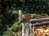 Red Robin by Fonzy -
