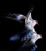 Dove's mating (3) by Fonzy -