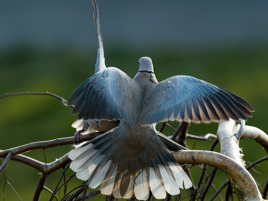 Dove's mating (2)