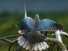 Dove's mating (2) by Fonzy -