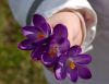 A child hand filled with flowers