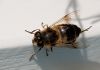 Insect - 01 by Fonzy -