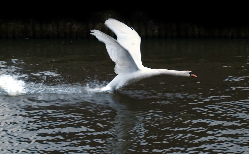 Swan clearing his territory..