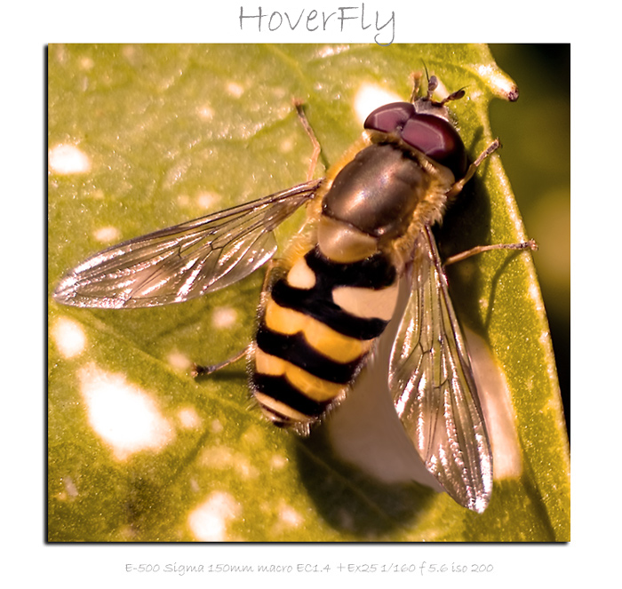 HoverFly macro