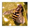 HoverFly macro by Fonzy -