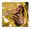 HoverFly macro