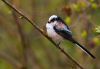 Long Tailed Tit (7) by Fonzy -