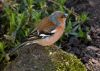 Chaffinch (3) by Fonzy -