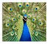 Peacock (2) by Fonzy -