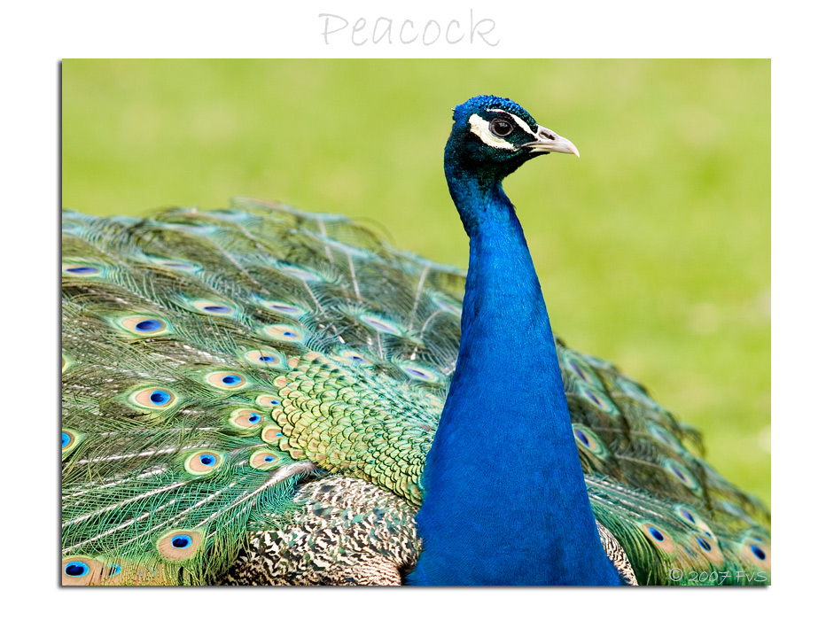 Peacock