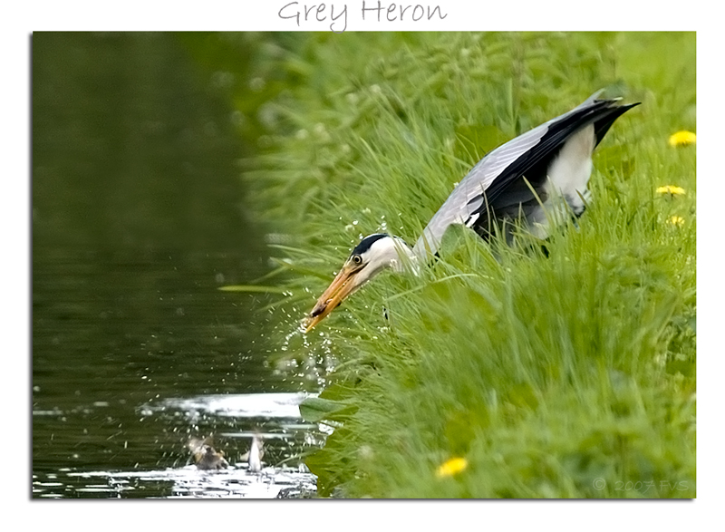 Grey Heron (10)