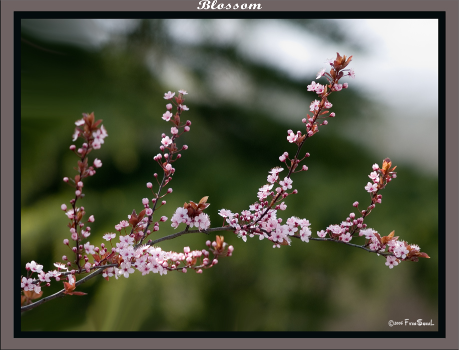 Blossom
