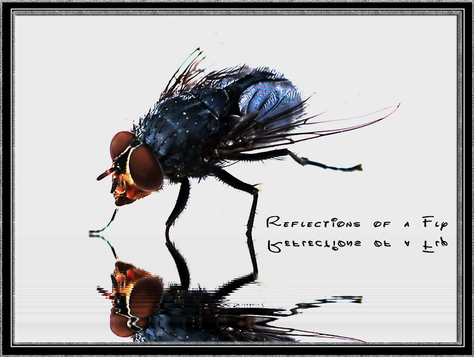 Fly and reflections