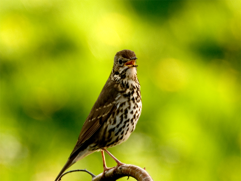 Song thrush (zanglijster in Dutch)