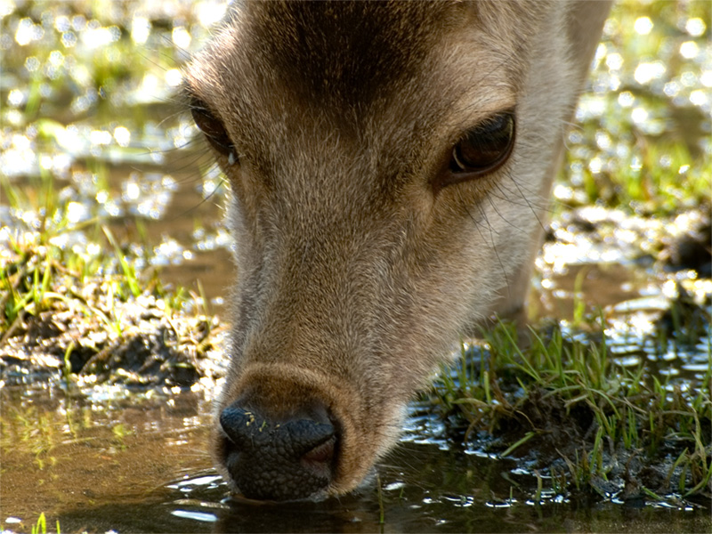 Drinking Deer