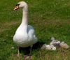 Swan Family by Fonzy -