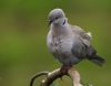 Collared Dove portrait by Fonzy -