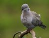 Collared Dove portrait