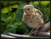 Young Thrush (2)