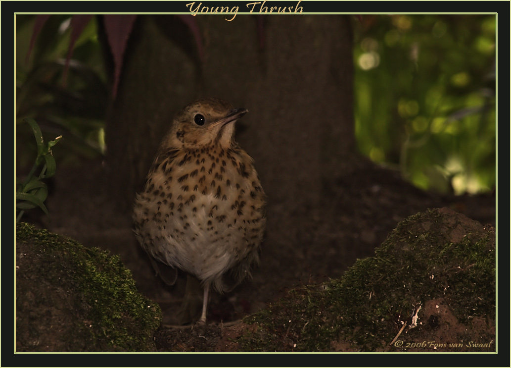 Young Thrush (3)
