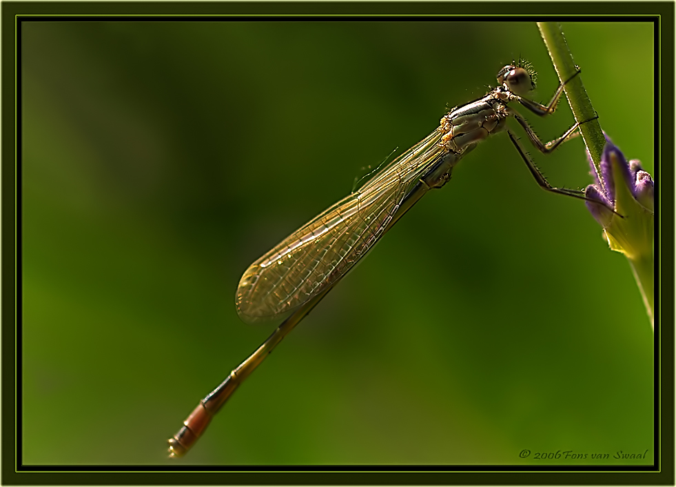 Damselfly (3)