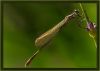 Damselfly (3) by Fonzy -