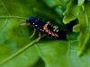 Little animal by Fonzy -