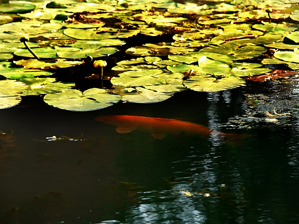 Golden Carp