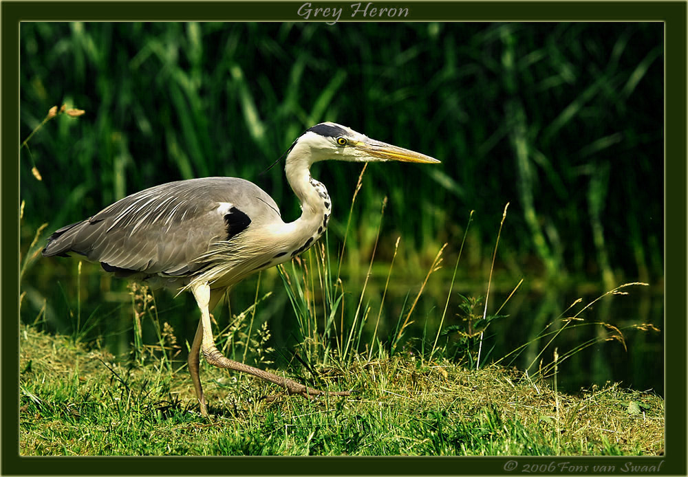 Grey Heron (7)