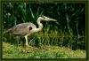 Grey Heron (7) by Fonzy -