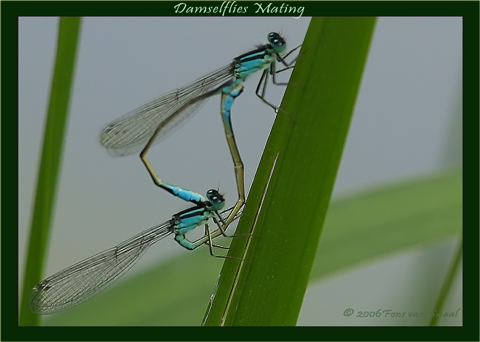 Damselfly Mating