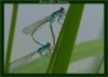 Damselfly Mating by Fonzy -