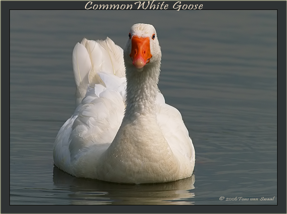 White Goose
