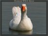 White Goose by Fonzy -