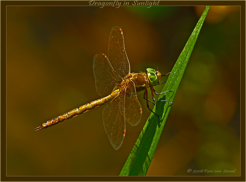 Dragonfly in the Sunlight