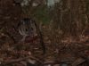 Little mouse in the forrest by Fonzy -