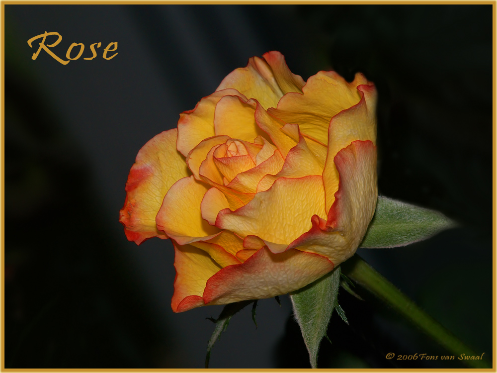 Rose