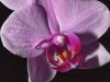 Orchid (2) by Fonzy -