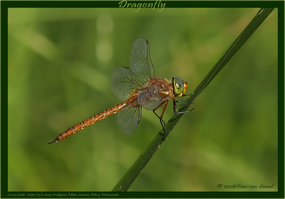 DragonFly (8)