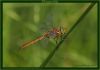DragonFly (8) by Fonzy -