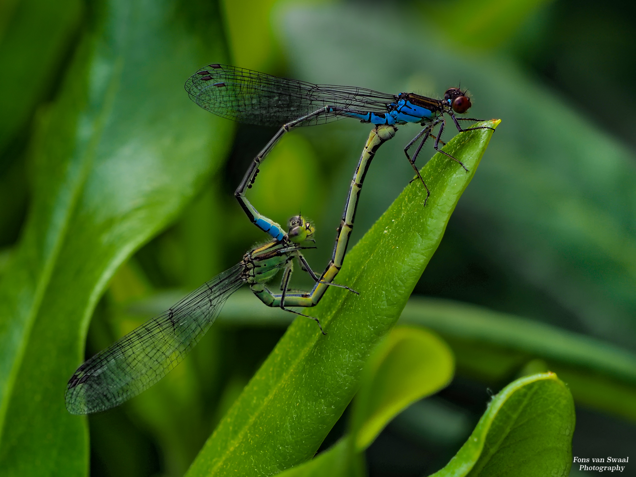 Damselflies mating