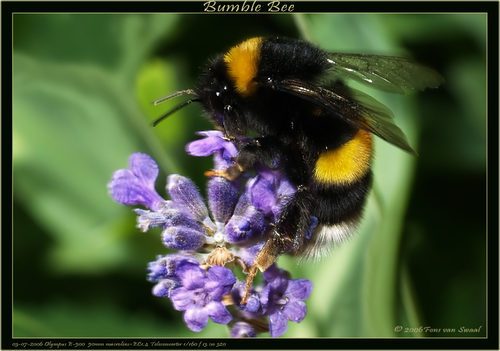 Bumble Bee (4)