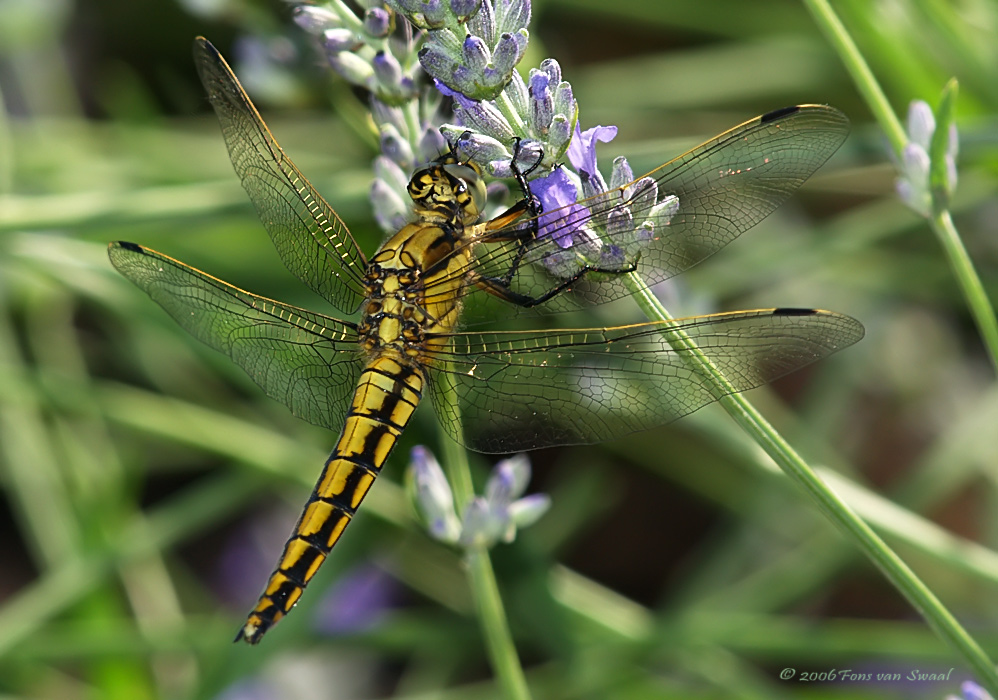 DragonFly (9)
