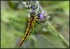 Dragonfly (10) by Fonzy -