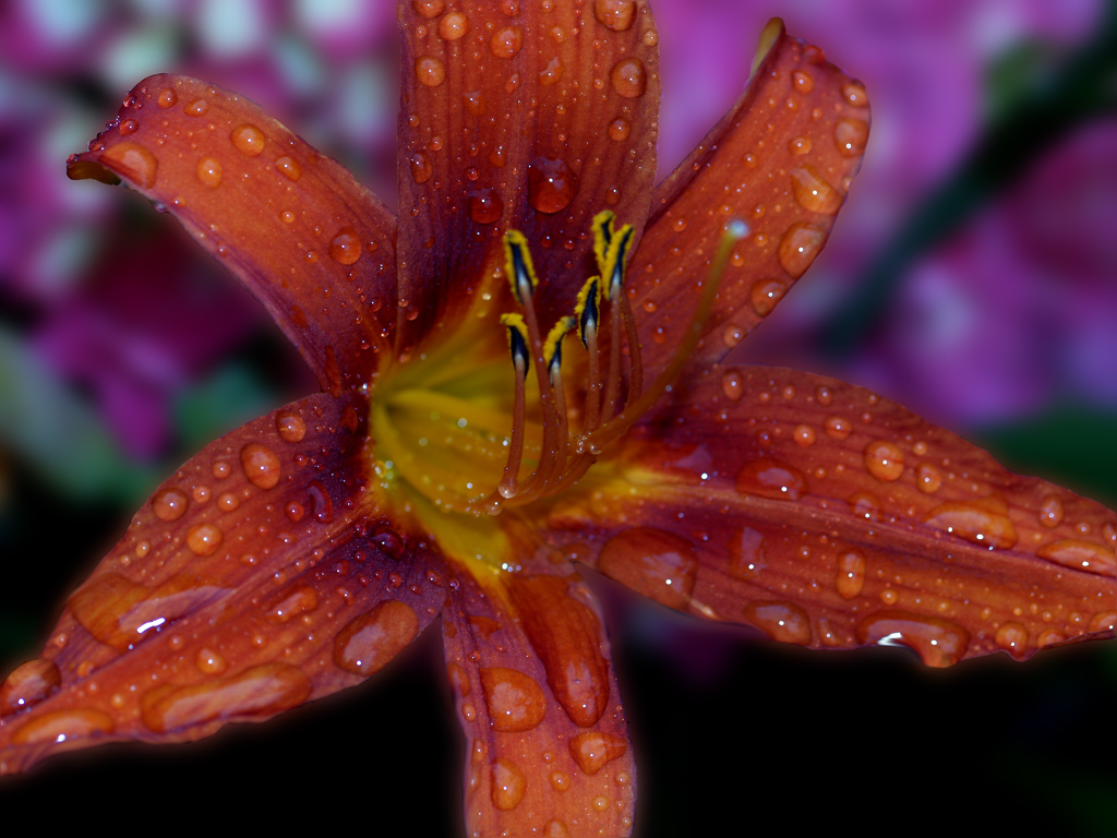 After the rain