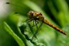 DragonFly (4) by Fonzy -