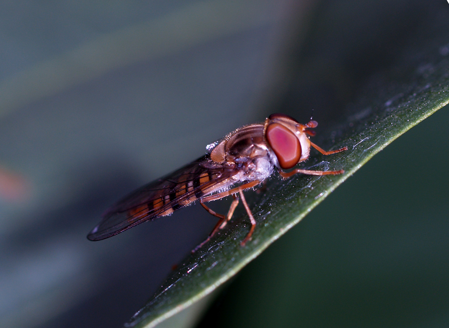 HovverFly on a Leaf