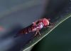 HovverFly on a Leaf by Fonzy -