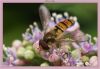 Hoverfly (3) by Fonzy -