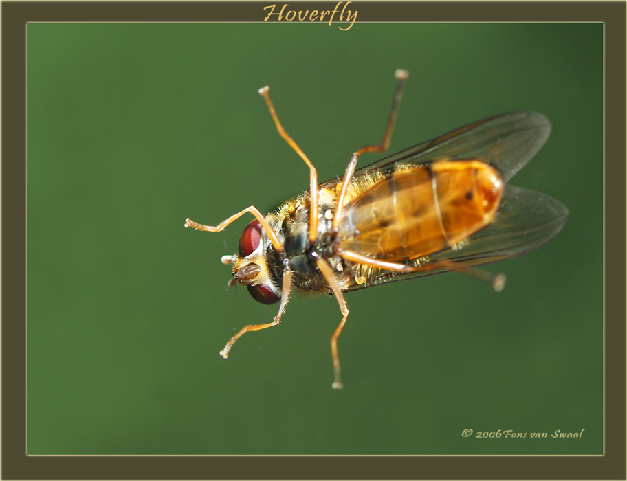 Hoverfly (4)